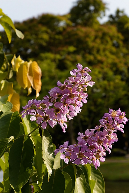 Suan Luang-JUN14-075